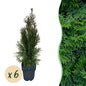 Thuja occidentalis Smaragd - 6 planten - 1 strekkende meter - Forestbloom
