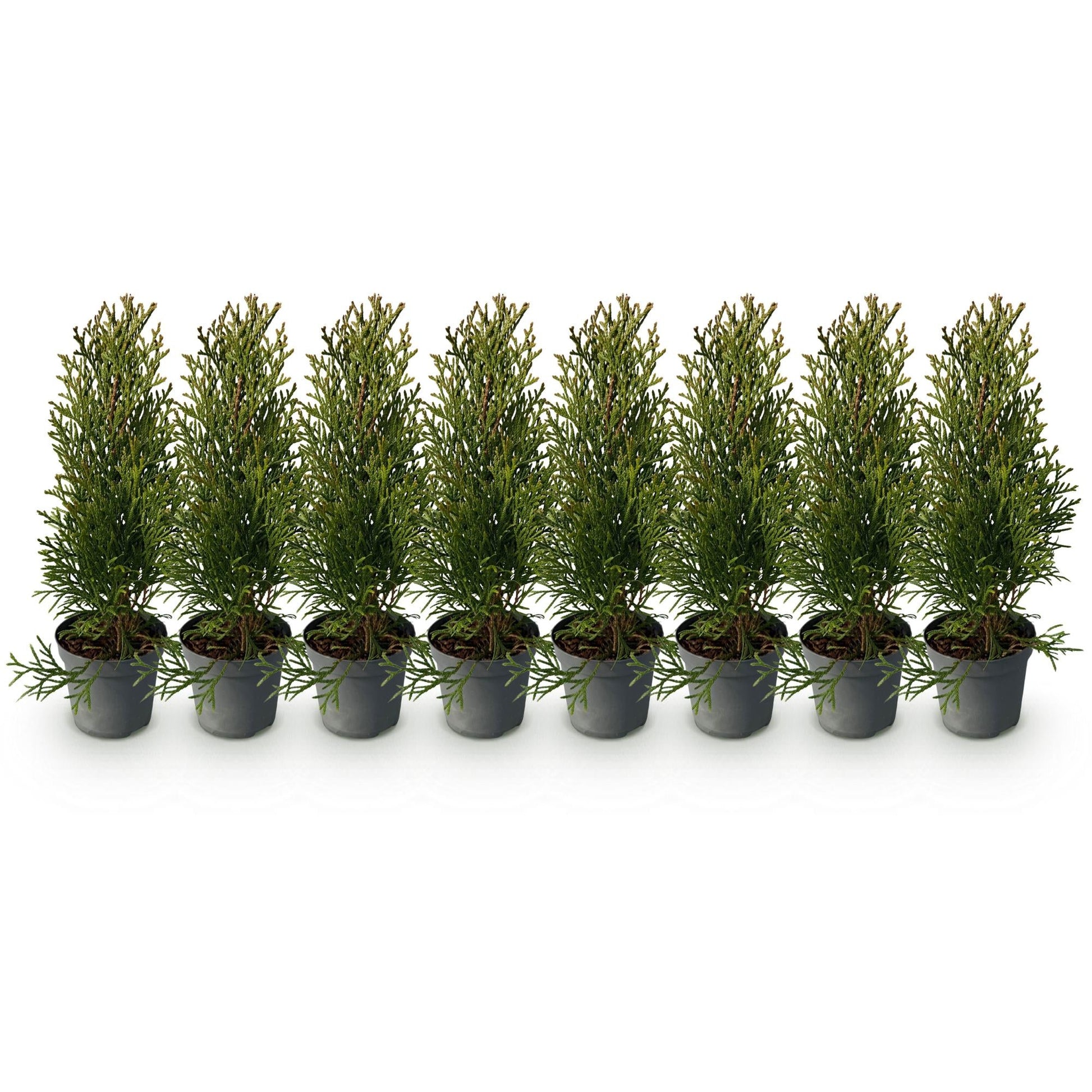 Thuja occidentalis Smaragd - 8 planten - 1 strekkende meter - Forestbloom