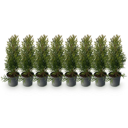 Thuja occidentalis Smaragd - 8 planten - 1 strekkende meter - Forestbloom