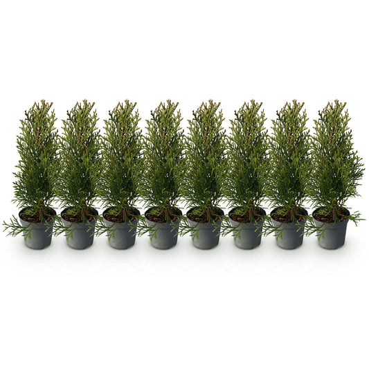Thuja occidentalis Smaragd - 8 planten - 1 strekkende meter - Forestbloom