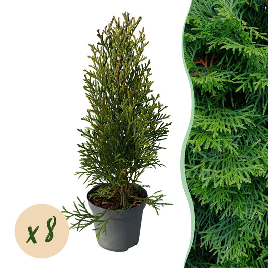 Thuja occidentalis Smaragd - 8 planten - 1 strekkende meter - Forestbloom