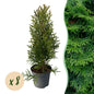 Thuja occidentalis Smaragd - 8 planten - 1 strekkende meter - Forestbloom