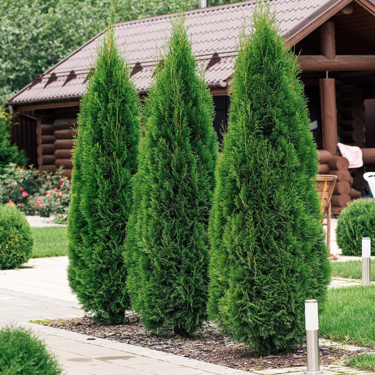 Thuja occidentalis Smaragd - 8 planten - 1 strekkende meter - Forestbloom