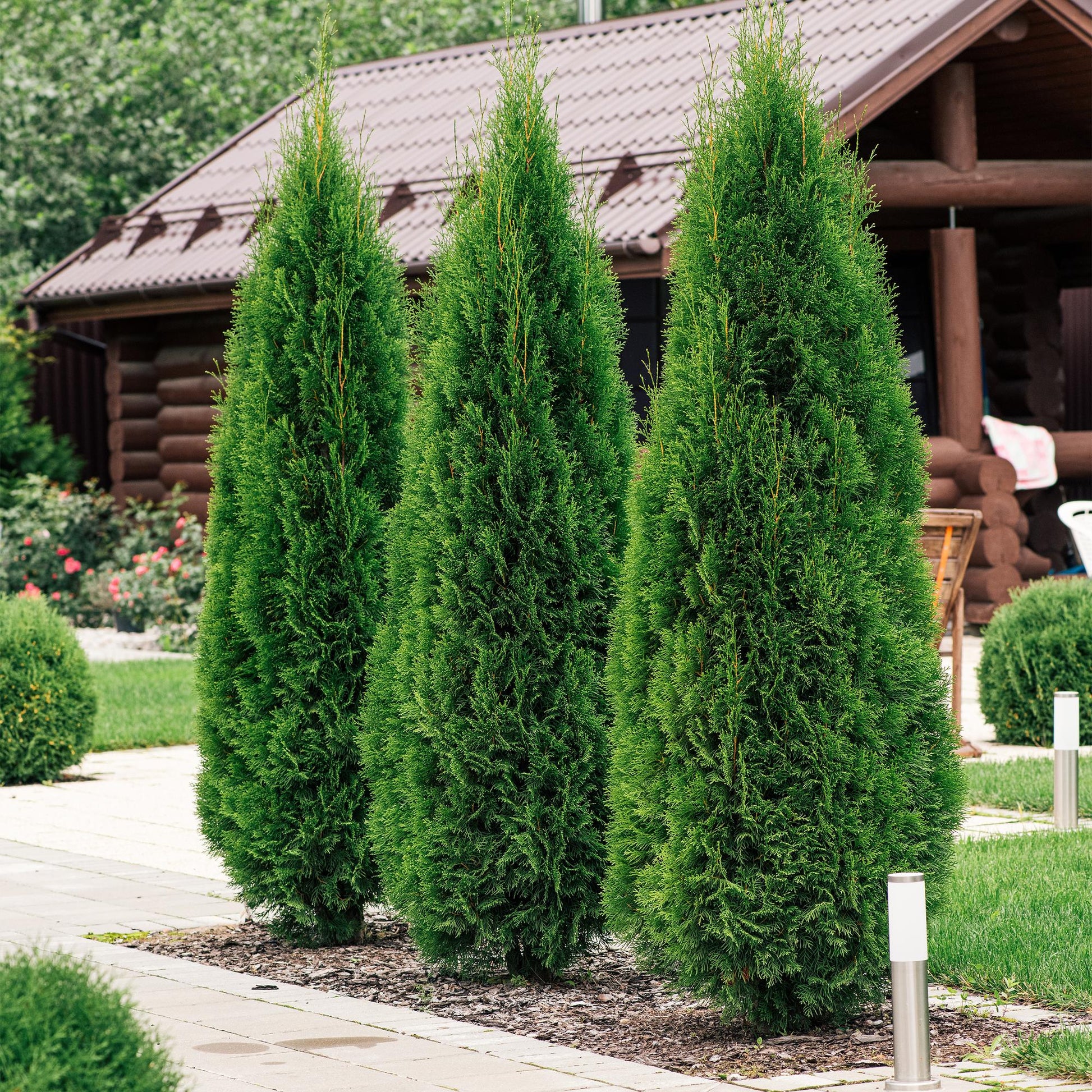 Thuja occidentalis Smaragd - 8 planten - 1 strekkende meter - Forestbloom