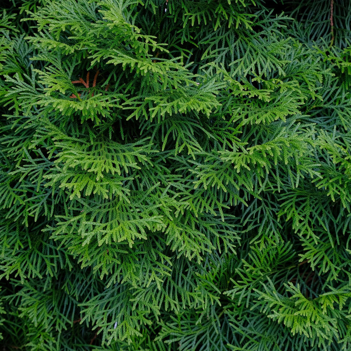 Thuja occidentalis Smaragd - 8 planten - 1 strekkende meter - Forestbloom
