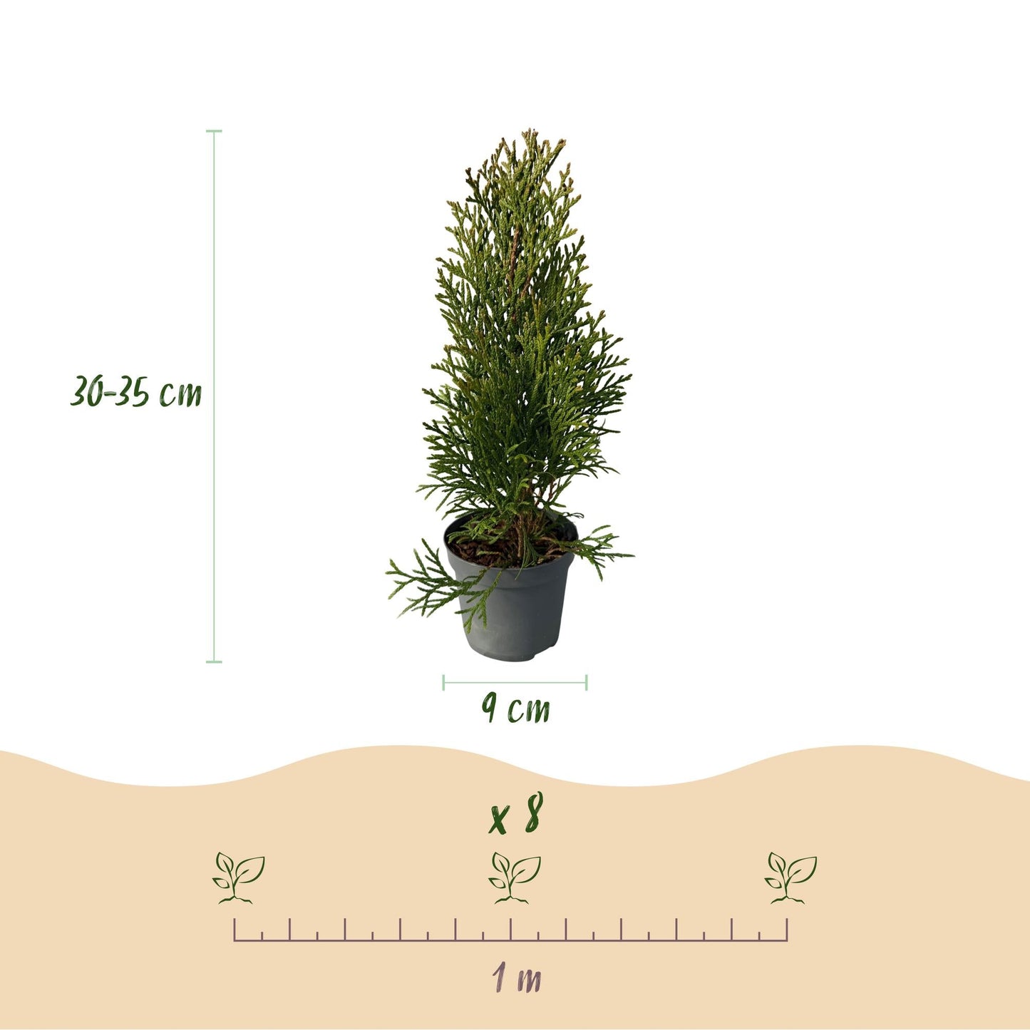 Thuja occidentalis Smaragd - 8 planten - 1 strekkende meter - Forestbloom