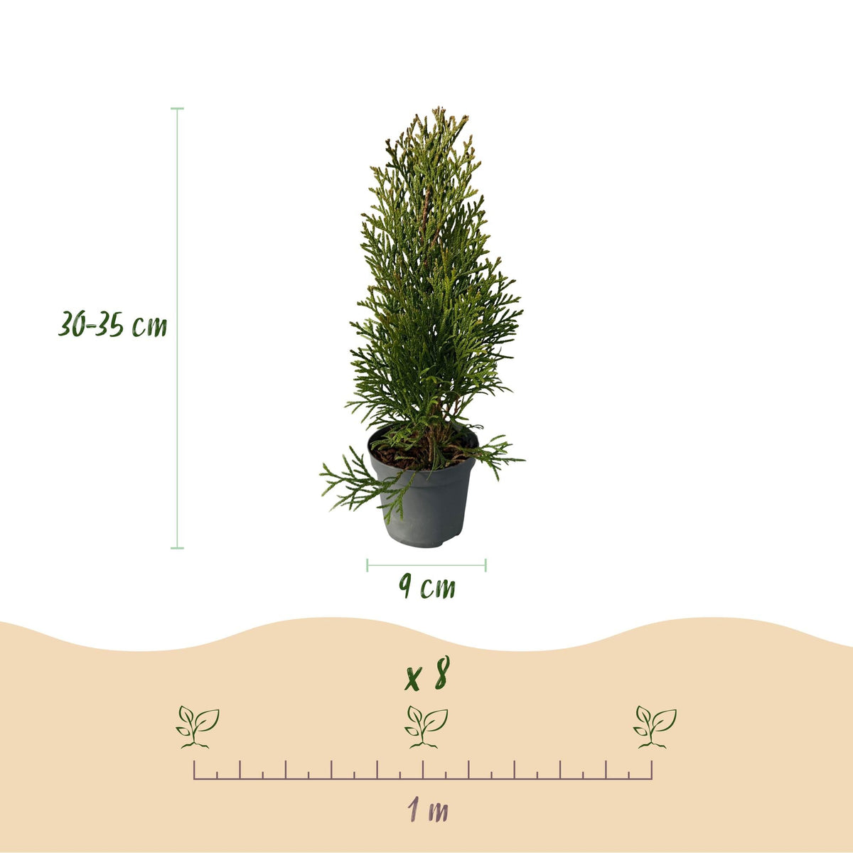 Thuja occidentalis Smaragd - 8 planten - 1 strekkende meter - Forestbloom