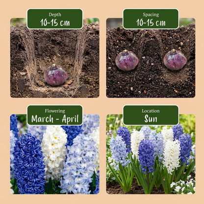 20x Hyacinthus Blue water mix - Blauwe hyacint - Blauw - Voorjaarsbloeier - Bolmaat 14/15