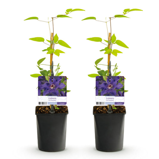 Klimplant - Clematis The President - 2 planten
