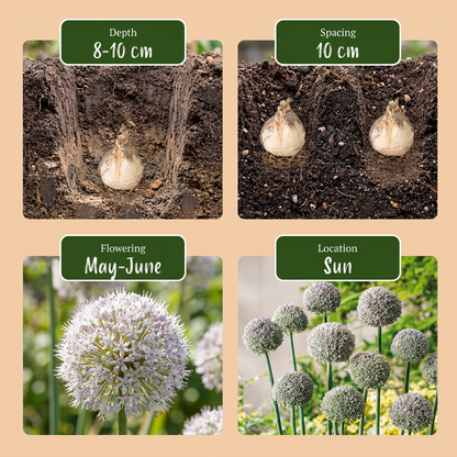 320x Allium Ping Pong - Sierui Ping Pong - Wit - Zomerbloeier - Bolmaat 6/7