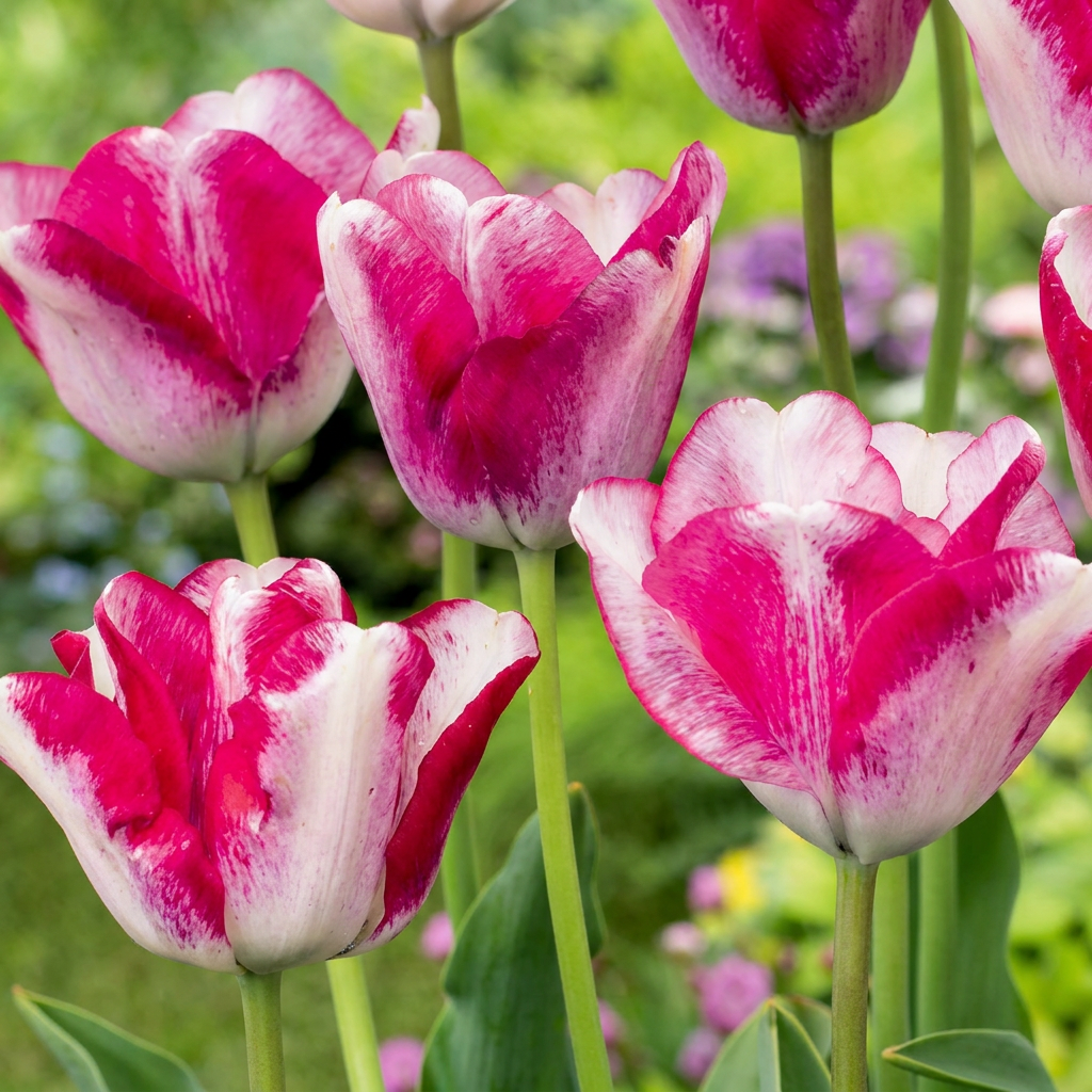 24x Tulipa Mata Hari - Mata Hari tulp - Roze en Wit - Voorjaarsbloeier - Bolmaat 11/12
