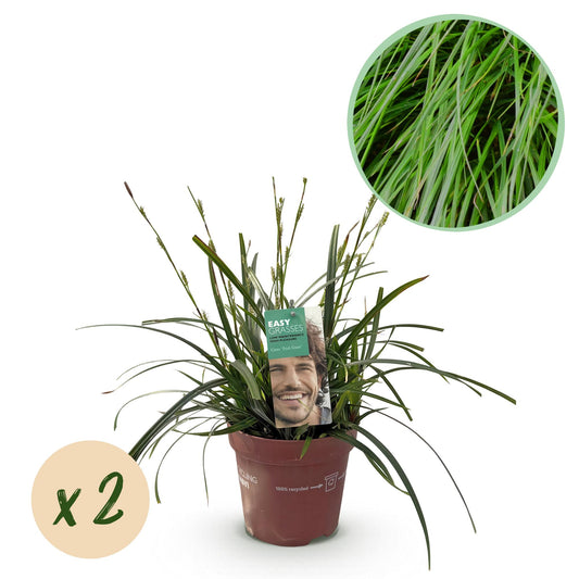 Siergrassen - Carex oshimensis Intense Green - 2 Planten