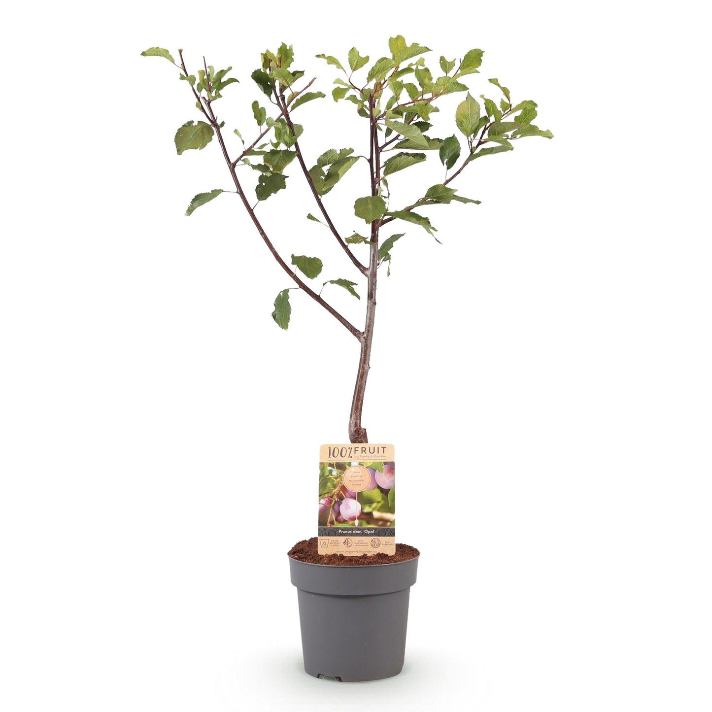 Pruimen boom - Prunus domestica Opal - Geel Rode Vrucht