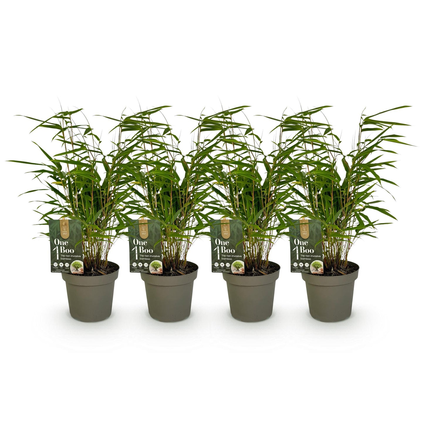 Bamboe - Fargesia rufa - 4 Planten - Niet Woekerend