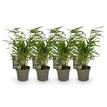 Bamboe - Fargesia rufa - 4 Planten - Niet Woekerend