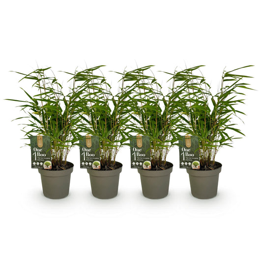 Bamboe - Fargesia rufa - 4 Planten - Niet Woekerend