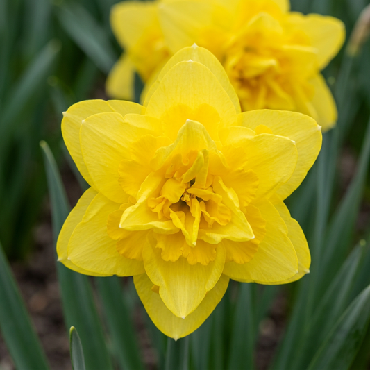 10x Narcissus Golden Ducat - Gevulde gele narcis - Geel - Voorjaarsbloeier - Bolmaat 12/14
