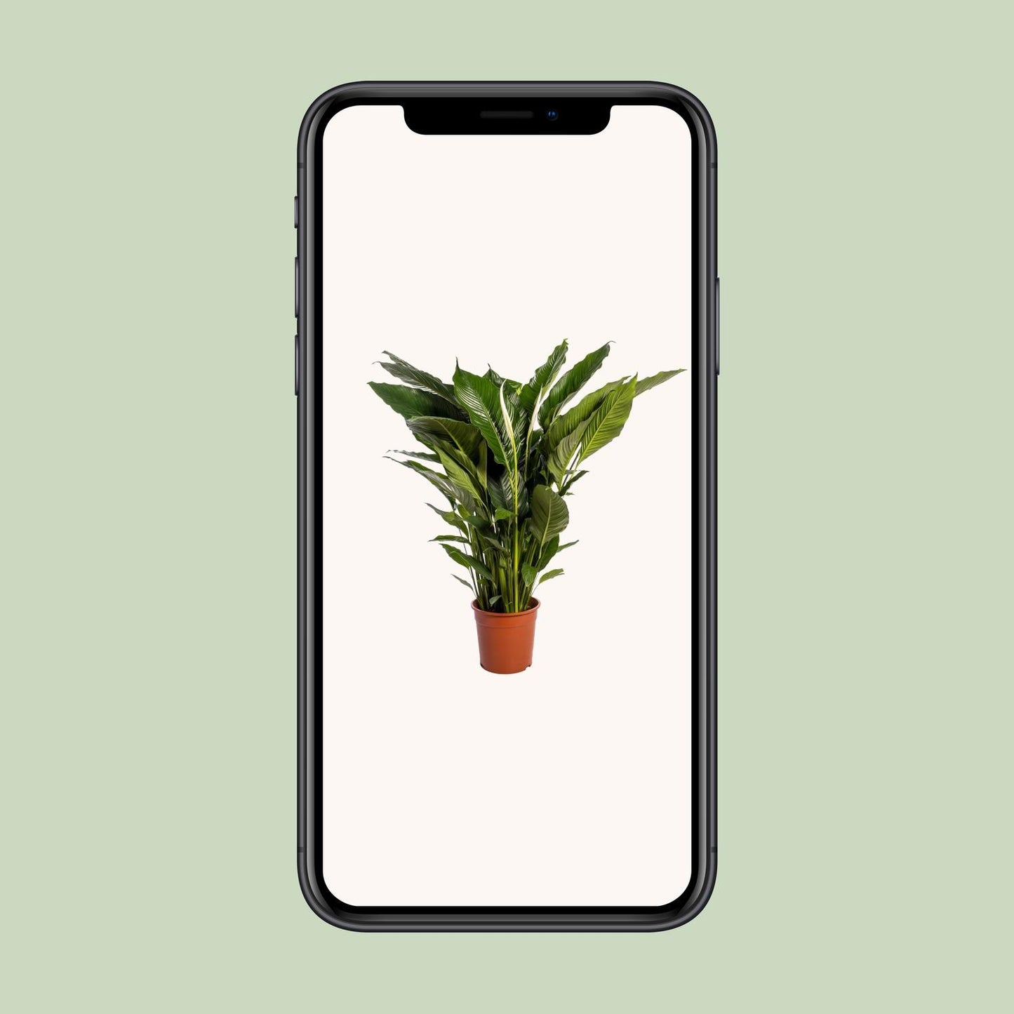 Spathiphyllum Sweet Sebastiano - 110 cm