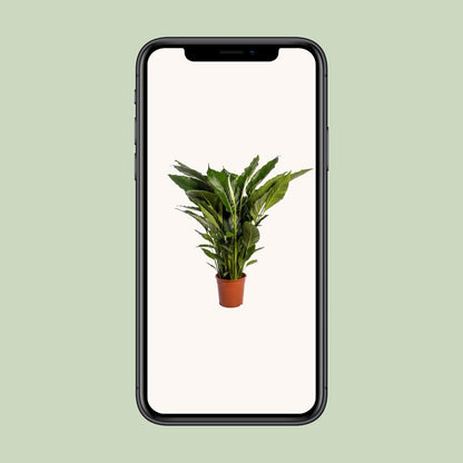 Spathiphyllum Sweet Sebastiano - 110 cm
