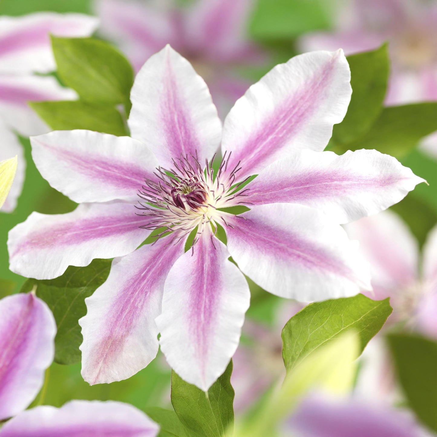 Climbing Plant - Clematis Nelly Moser - 2 plants