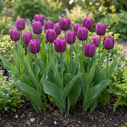 60x Tulipa Triumph Purple - Triomftulp - Paars - Voorjaarsbloeier - Bolmaat 11/12