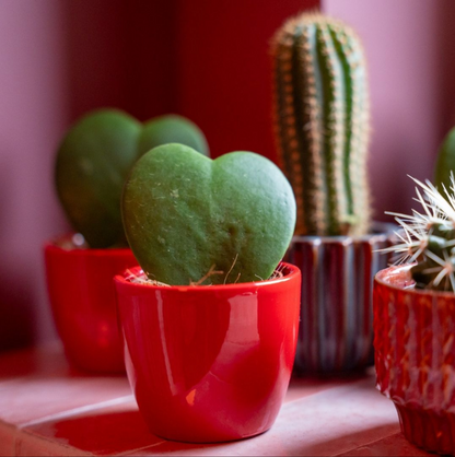 Vetplanten set van 3 met mini roze/rode pot