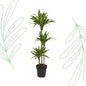 Dracaena Lemon Lime - 130 cm - Forest Plants
