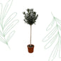 Nerium Oleander op stam met witte bloem - 170 cm - Forest Plants