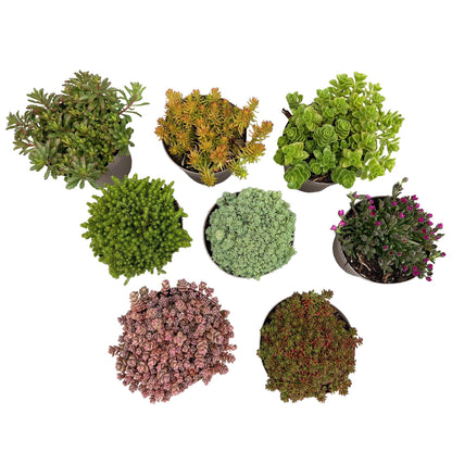Alpine Mix - 8 Planten - Diversen Kleuren  - Winterhard