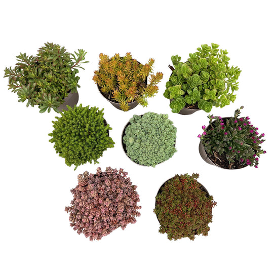 Alpine Mix - 8 Planten - Diversen Kleuren  - Winterhard