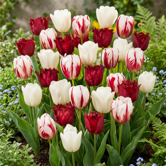 15x Tulipa Dutch Design - Tulp Dutch Design - Roze en Wit - Voorjaarsbloeier - Bolmaat 11/12