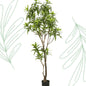 Kunstplant - Dracaena - Drakenboom - 190 cm - Forest Plants