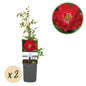 Klimroos - Rosa Red Queen - Weinig onderhoud - 2 planten