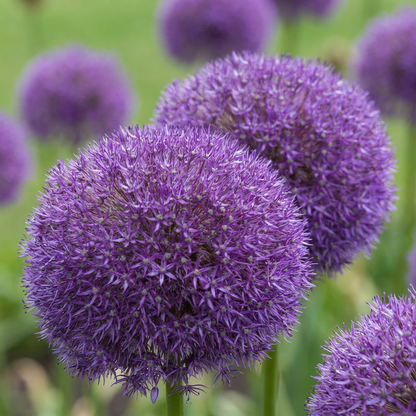 8x Allium Pinball Wizard - Sierui Tovenaarsknikker - Paars - Zomerbloeier - Bolmaat 18/20