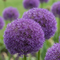 8x Allium Pinball Wizard - Sierui Tovenaarsknikker - Paars - Zomerbloeier - Bolmaat 18/20