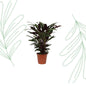 Calathea Wavestar - 80 cm