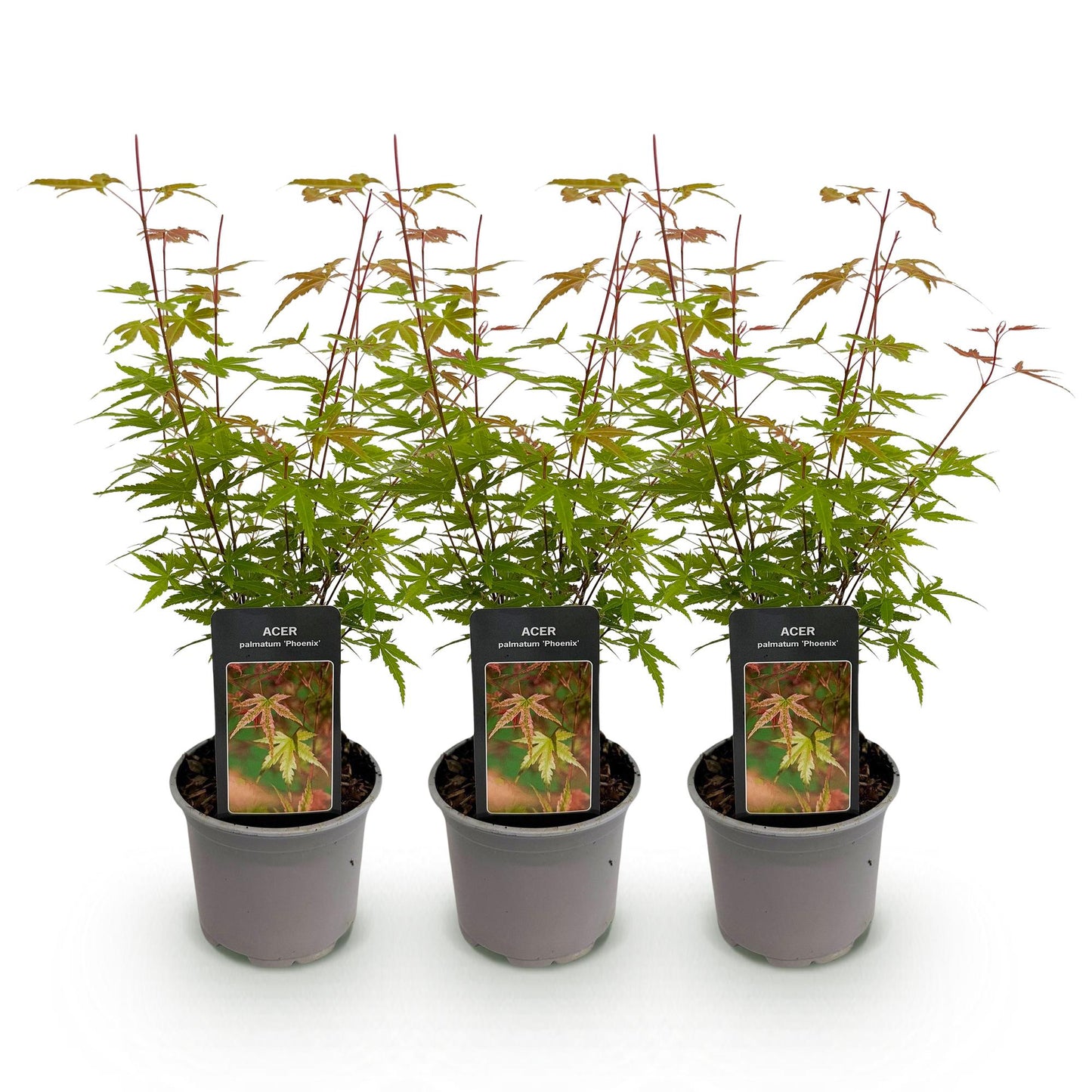 Tuinplant - Acer palmatum Phoenix - 3 Planten - Weinig Onderhoud