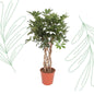 Schefflera Arboricola Compacta gevlochten stam - 130 cm - Forest Plants