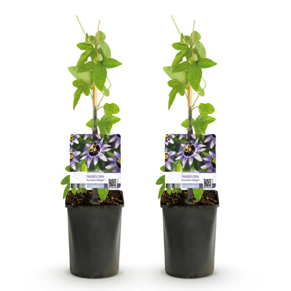 Passiebloem - Passiflora Damsels Delight - Weinig onderhoud - 2 planten