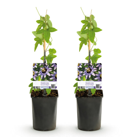Passiebloem - Passiflora Damsels Delight - Weinig onderhoud - 2 planten