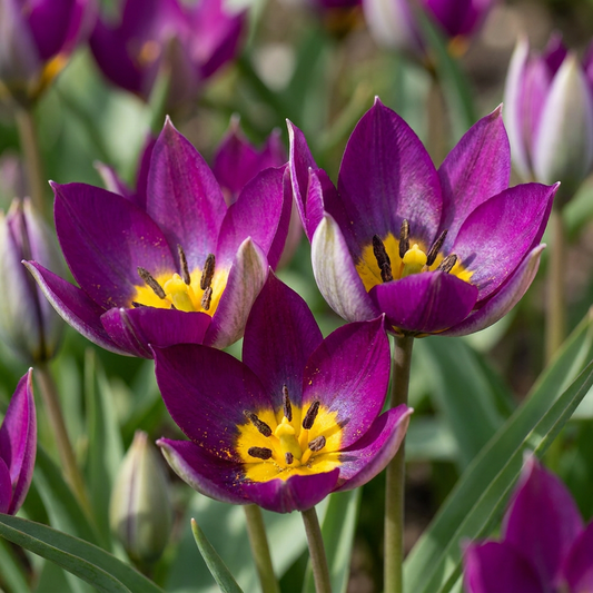 50x Tulipa Persian Pearl - Tulipa Persian Pearl - Paars - Voorjaarsbloeier - Bolmaat 6/7