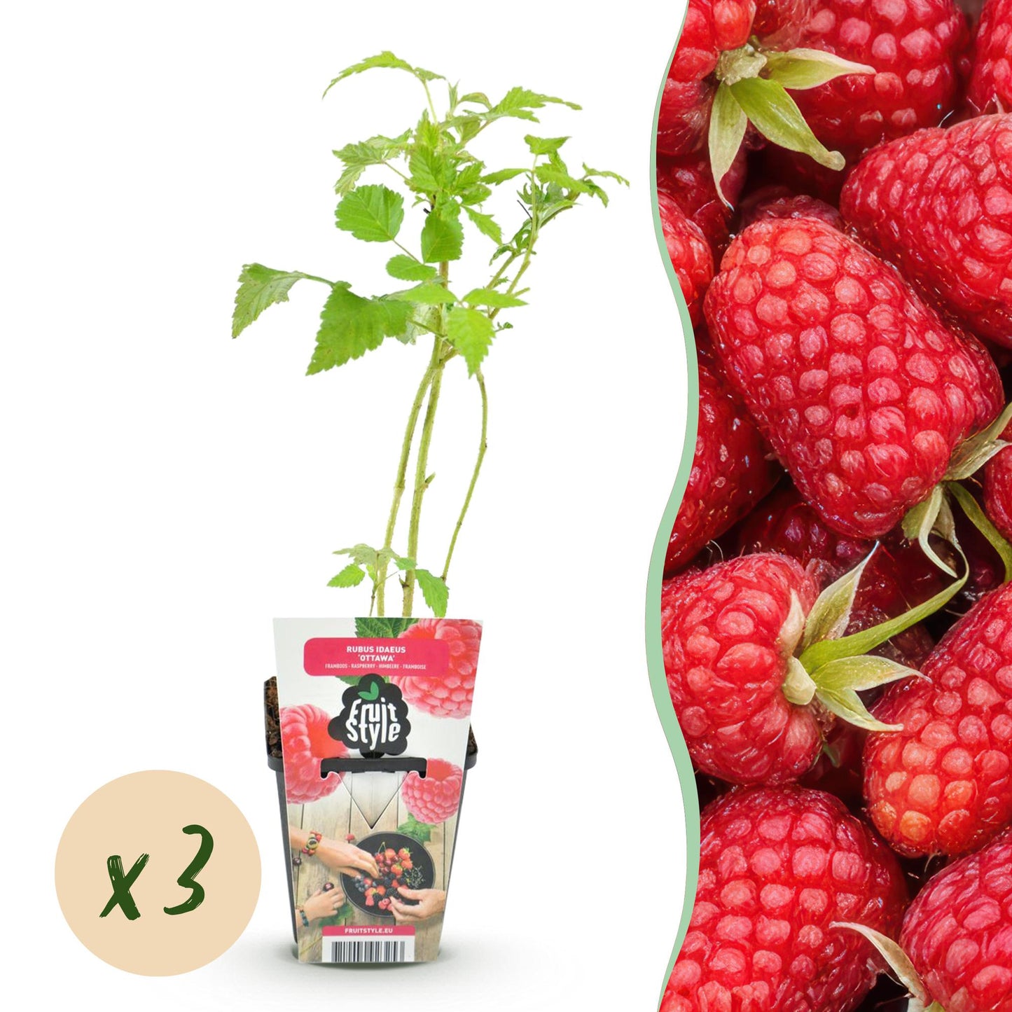 Framboos - Rubus idaeus Heritage - Winterhard - 3 Planten