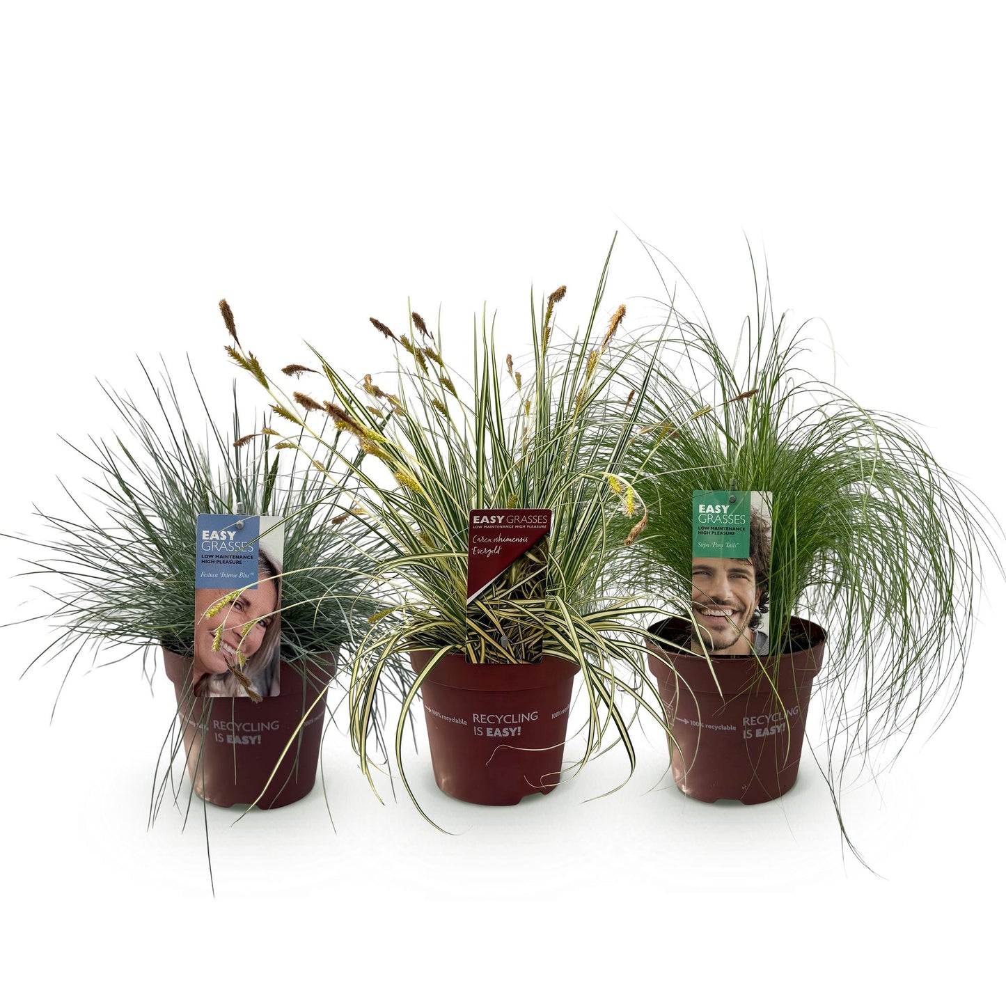 Siergras Mix - 3 Planten - Winterhard