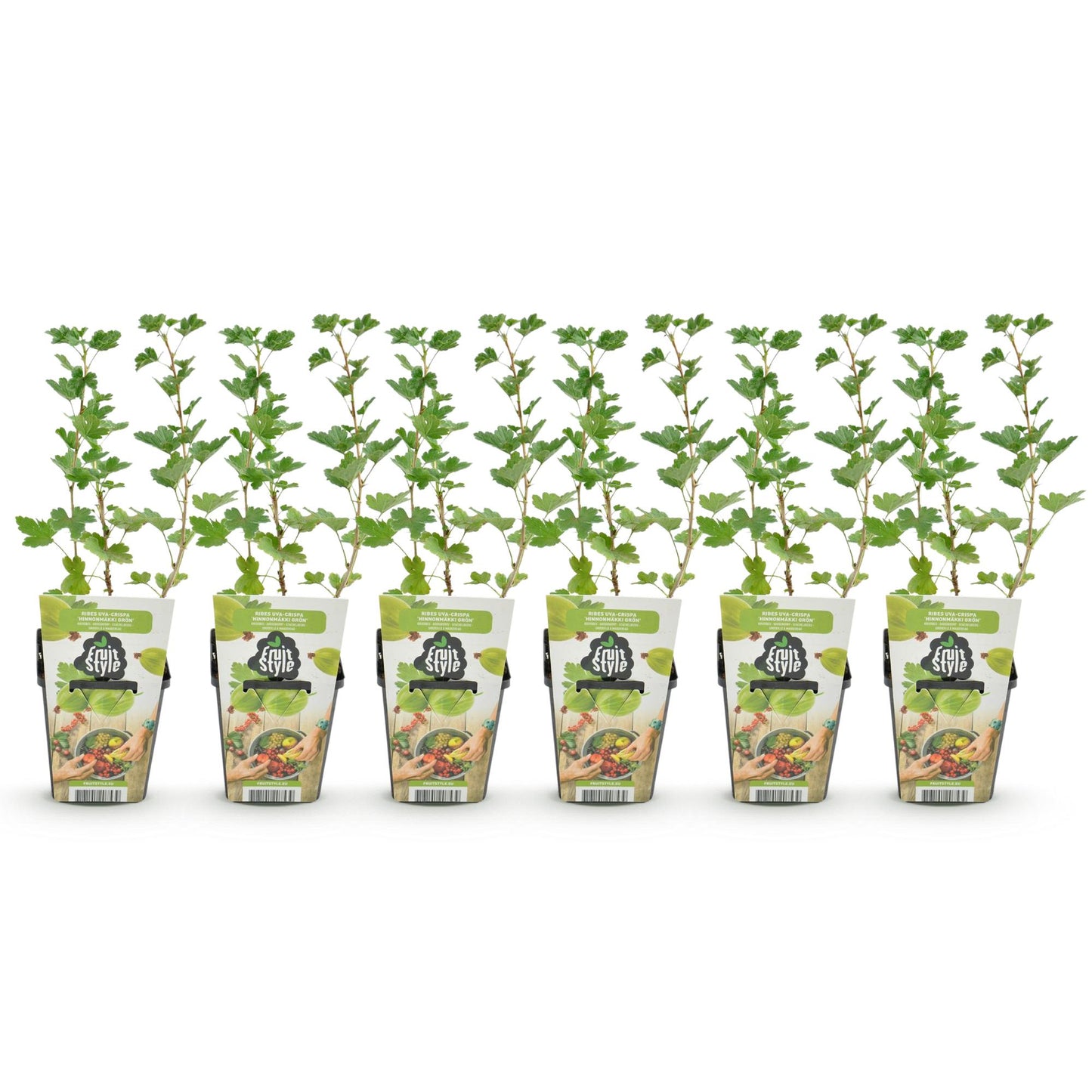 Gooseberry - Ribes uva-crispa Hinnonmaki Green - Hardy - 6 Plants