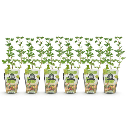 Gooseberry - Ribes uva-crispa Hinnonmaki Green - Hardy - 6 Plants