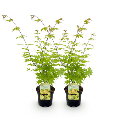 Terrasplant - Japanse Esdoorn - Acer palmatum Summergold - 2 Planten