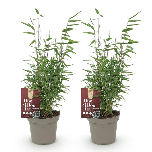 Bamboe - Fargesia Red Dragon - 2 Planten - Niet Woekerend