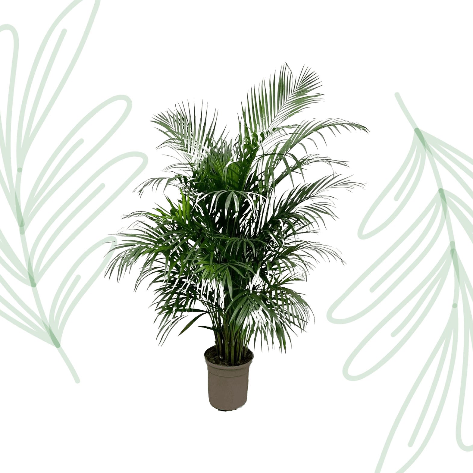 Dypsis Lutescens (Areca palm) - 150 cm - Forest Plants