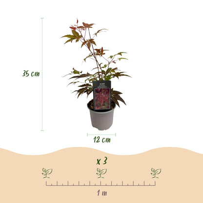 Tuinplant - Acer palmatum Atropurpureum - Weinig Onderhoud