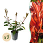 Photnia fraseri Red Robin  - 8 planten - 1 strekkende meter